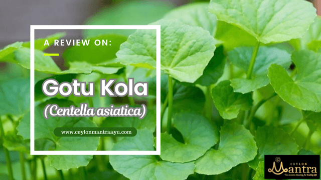 Review on Mandukaparni (Gotu Kola)